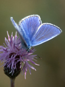 Common Blue