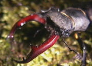 Male stag beetle